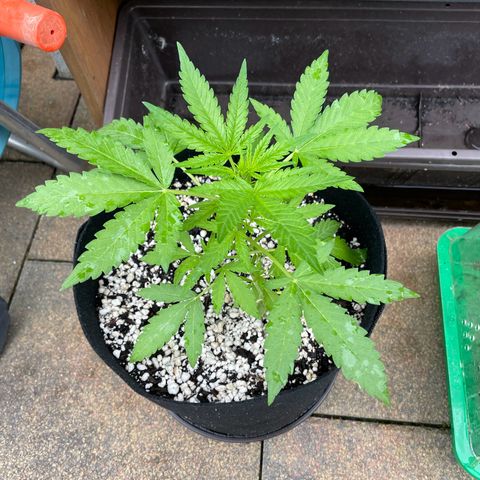 Quick One growlog timeline photo