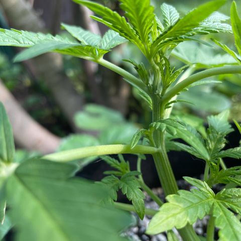 Quick One growlog photo: Erste Anzeichen der Vorblüte