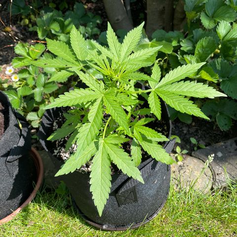 Quick One growlog timeline photo
