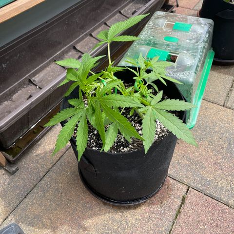 Quick One growlog photo: Restarted LST