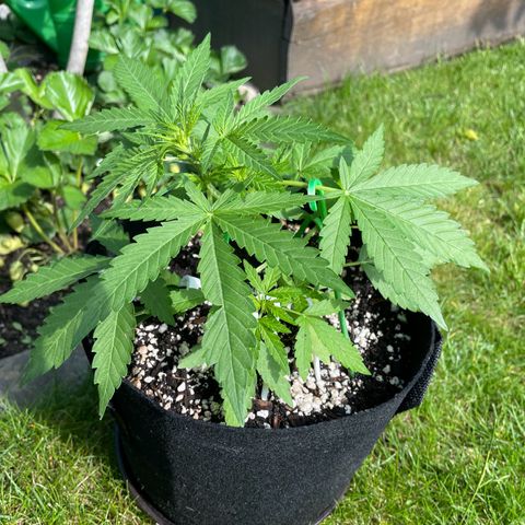 Quick One growlog timeline photo