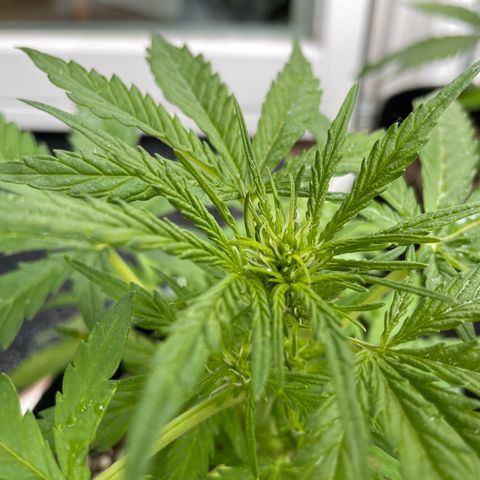 Quick One growlog photo: Sie ist aktuell am längsten in der Blüte