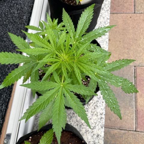 Quick One growlog photo: Sie ist aktuell am längsten in der Blüte