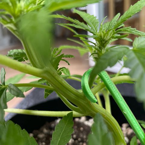 Quick One growlog photo: Sie ist aktuell am längsten in der Blüte