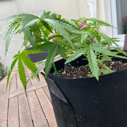 Quick One growlog timeline photo
