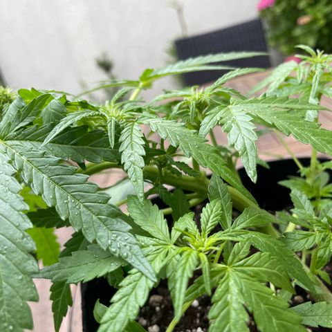 Quick One growlog timeline photo