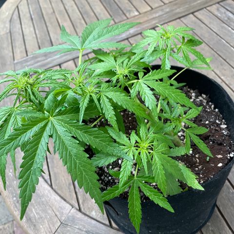 Quick One growlog timeline photo