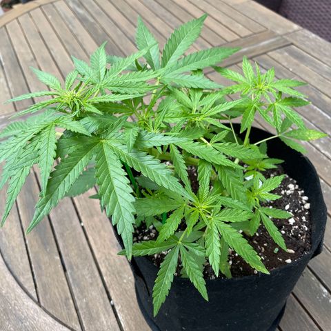 Quick One growlog timeline photo