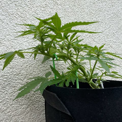 Quick One growlog timeline photo