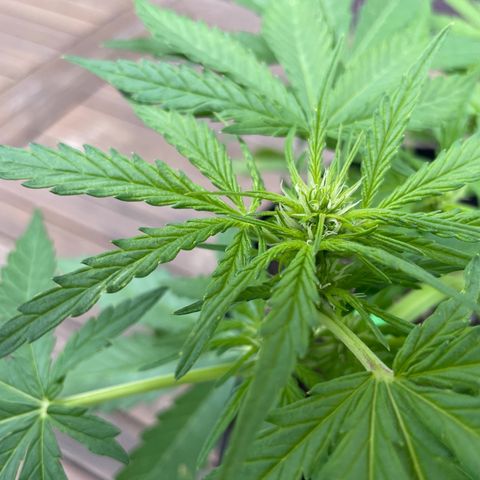 Quick One growlog timeline photo
