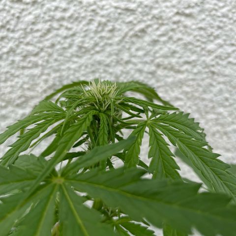 Quick One growlog timeline photo