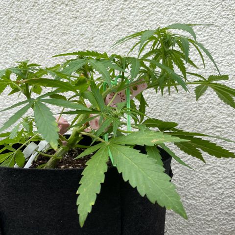Quick One growlog timeline photo