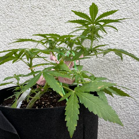 Quick One growlog timeline photo