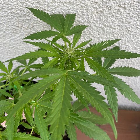 Quick One growlog timeline photo