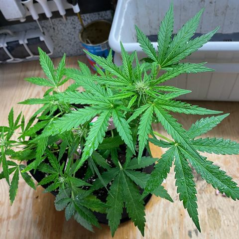 Quick One growlog timeline photo