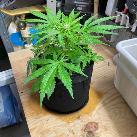 Quick One growlog timeline photo