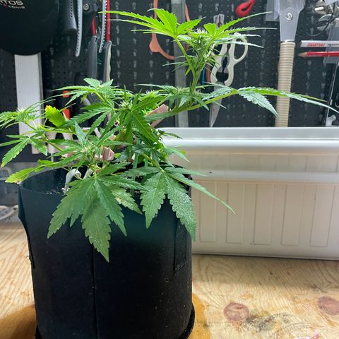 Quick One growlog timeline photo