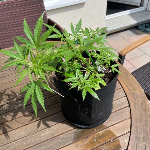 Quick One growlog timeline photo