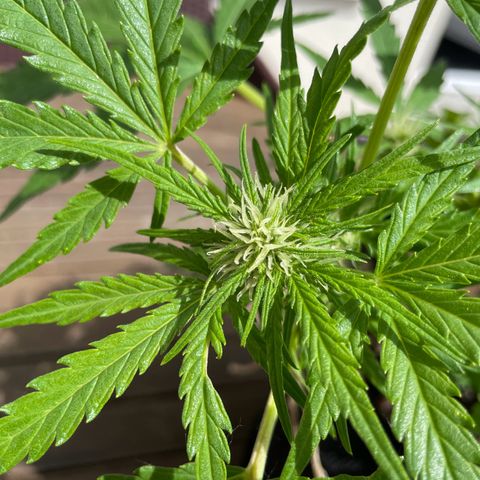 Quick One growlog timeline photo