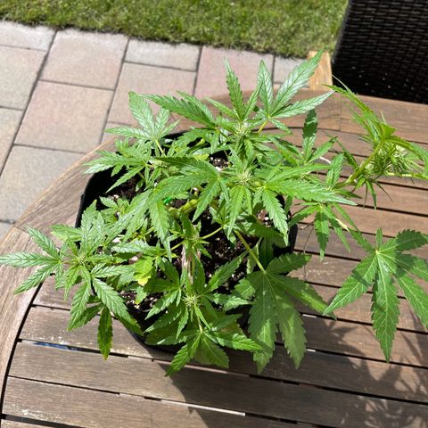 Quick One growlog timeline photo