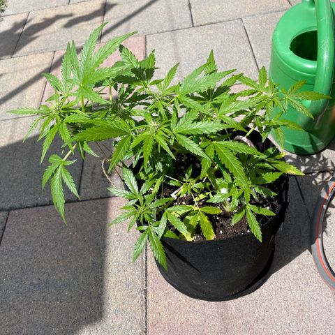 Quick One growlog timeline photo