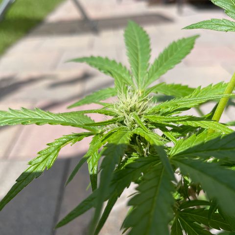 Quick One growlog timeline photo