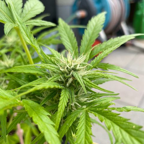 Quick One growlog timeline photo