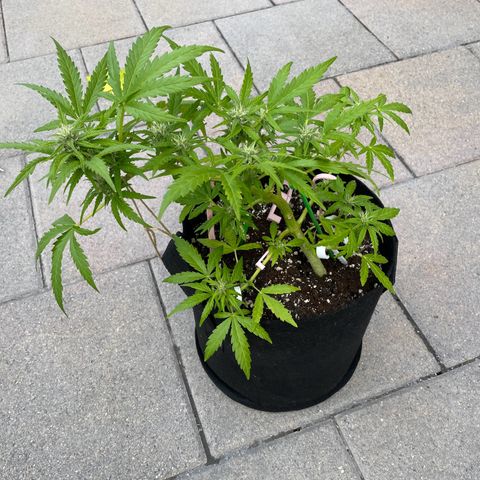 Quick One growlog timeline photo