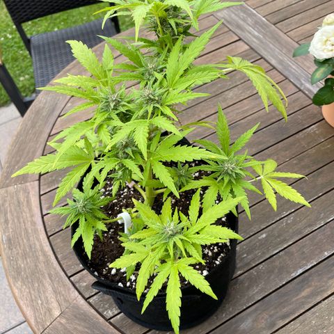 Quick One growlog timeline photo
