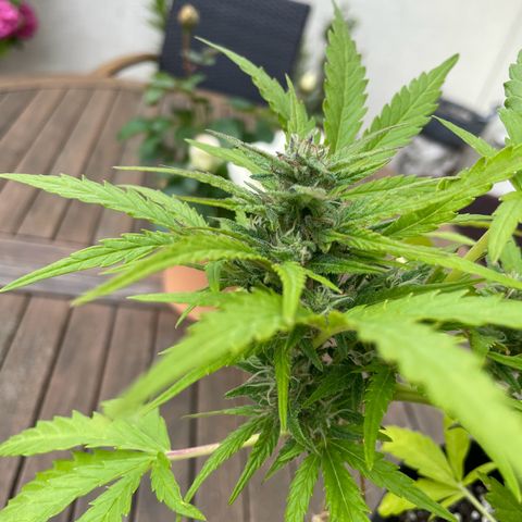 Quick One growlog timeline photo
