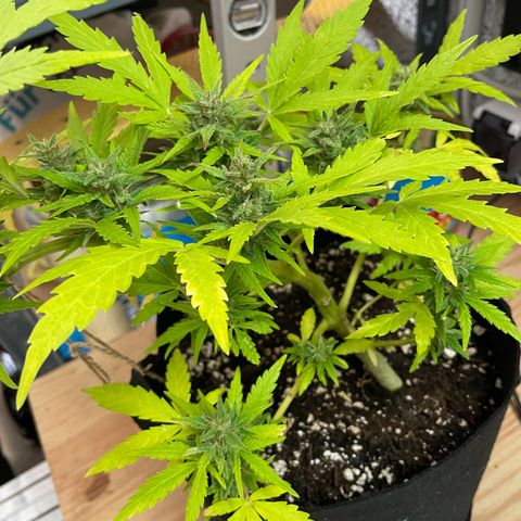Quick One growlog timeline photo