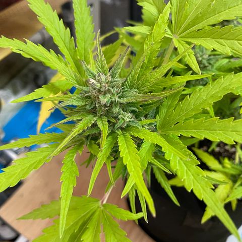 Quick One growlog timeline photo