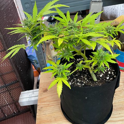 Quick One growlog timeline photo