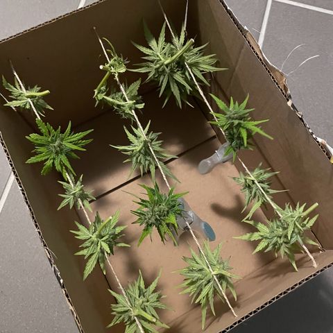 Quick One growlog timeline photo