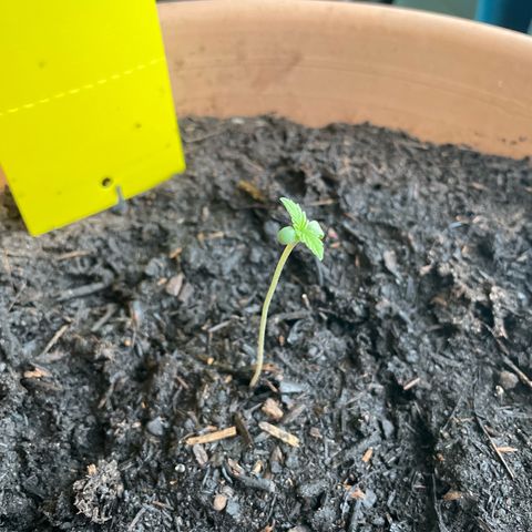 Betty growlog timeline photo