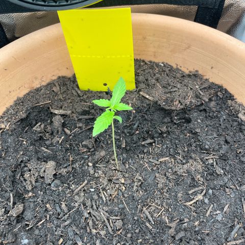 Betty growlog timeline photo