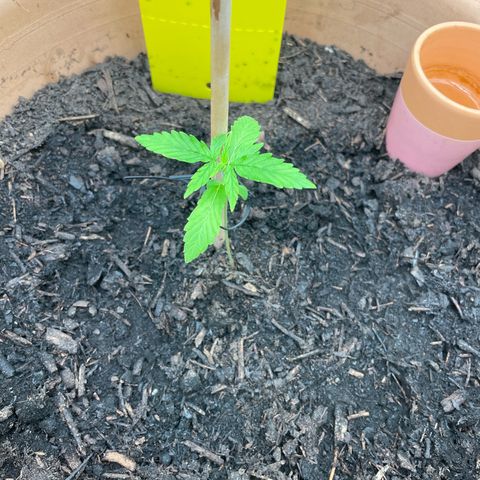 Betty growlog timeline photo