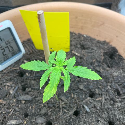 Betty growlog photo: Blätter verfärben sich weiter gelb. Boden mit Stock etwas durchlöchert damit er schneller austrocknet