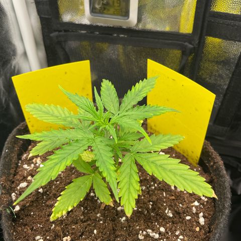 Betty growlog timeline photo