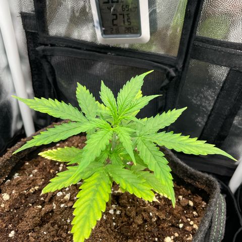 Betty growlog timeline photo