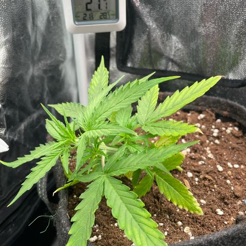 Betty growlog timeline photo