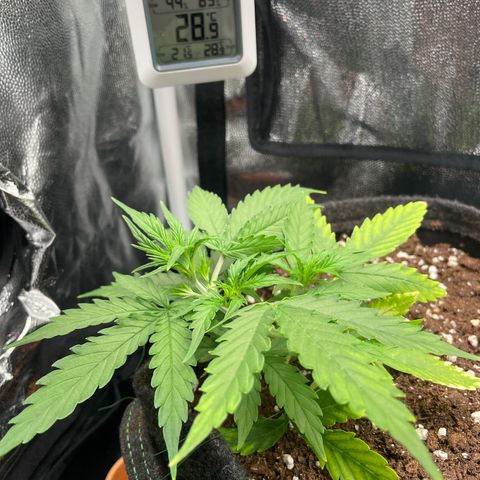 Betty growlog timeline photo