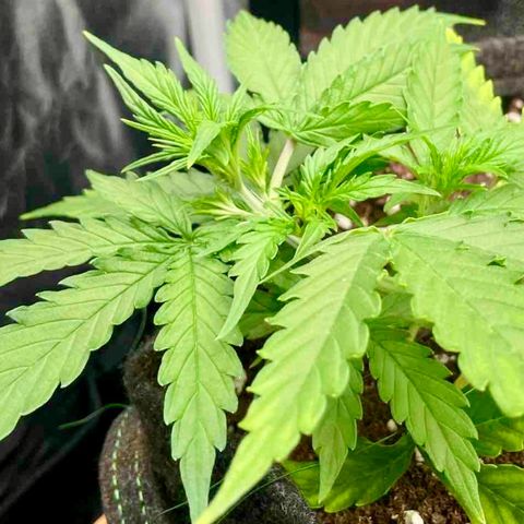 Betty growlog timeline photo