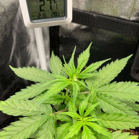 Betty growlog timeline photo