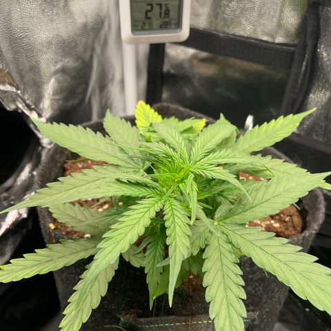 Betty growlog timeline photo