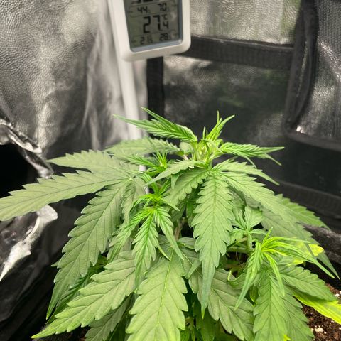 Betty growlog timeline photo