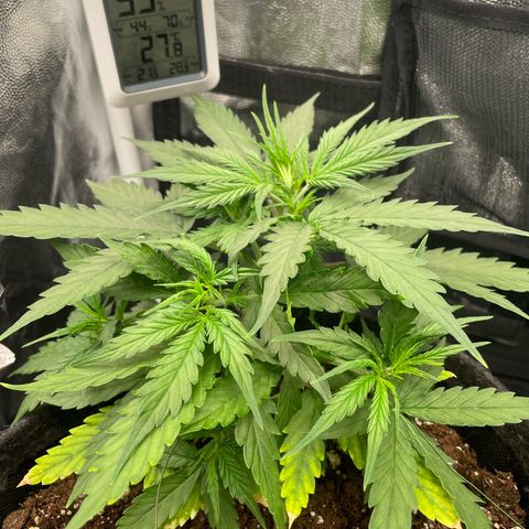 Betty growlog timeline photo