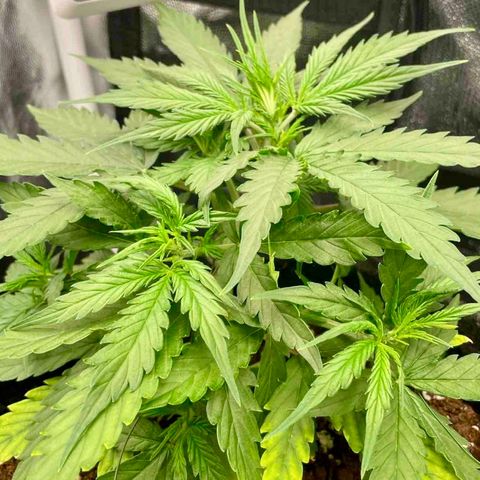 Betty growlog timeline photo