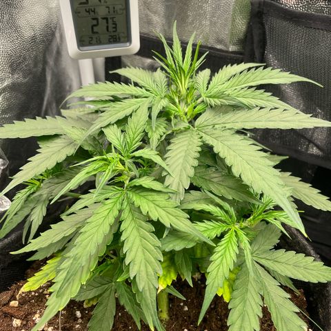Betty growlog timeline photo