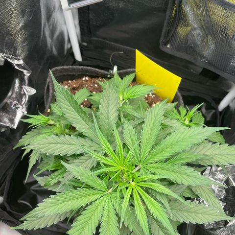 Betty growlog timeline photo
